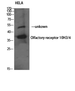 Olfactory receptor 10H3/4 Polyclonal Antibody