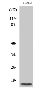 NDUFA4L2 Polyclonal Antibody