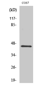 GRP1 Polyclonal Antibody