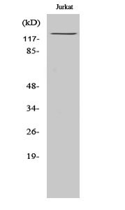 MDA5 Polyclonal Antibody