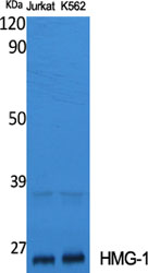 HMG-1 Polyclonal Antibody