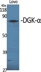 DGK-α Polyclonal Antibody