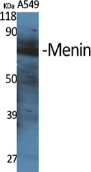 Menin Polyclonal Antibody