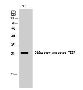 Olfactory receptor 7E5P Polyclonal Antibody