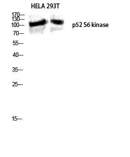 p52 S6 kinase Polyclonal Antibody