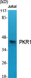 PKR1 Polyclonal Antibody