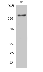 IRS-1 Polyclonal Antibody