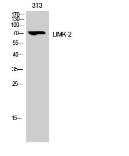 LIMK-2 Polyclonal Antibody