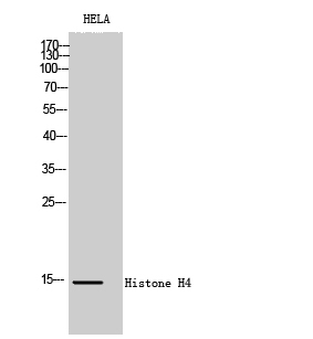 Histone H4 Polyclonal Antibody