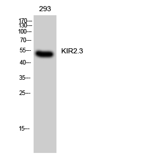 KIR2.3 Polyclonal Antibody