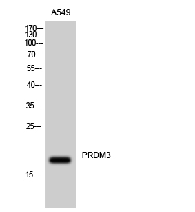 PRDM3 Polyclonal Antibody