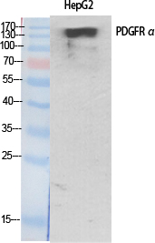 PDGFR-α Polyclonal Antibody