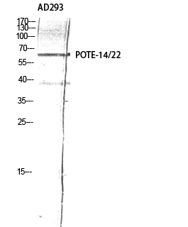 POTE-14/22 Polyclonal Antibody