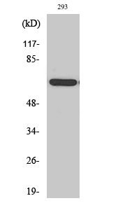 POTE14/22 Polyclonal Antibody