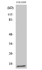 Ribosomal Protein L27A Polyclonal Antibody