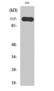 Hairless Polyclonal Antibody