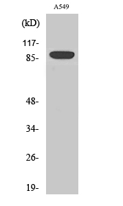 Exo1 Polyclonal Antibody