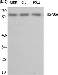 HSP90A Polyclonal Antibody