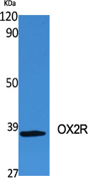 OX2R Polyclonal Antibody