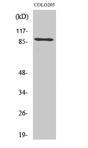 PCAF Polyclonal Antibody