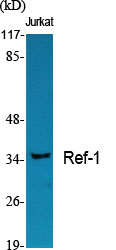 Ref-1 Polyclonal Antibody