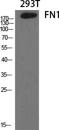 FN1 Polyclonal Antibody
