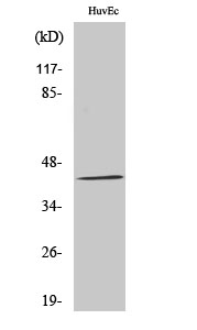 GALK1 Polyclonal Antibody