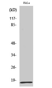 MRP-L20 Polyclonal Antibody