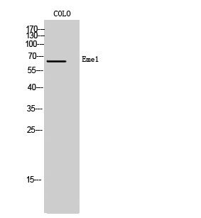 Eme1 Polyclonal Antibody