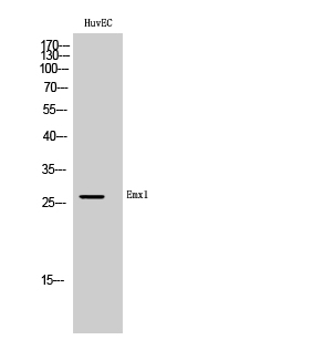 Emx1 Polyclonal Antibody