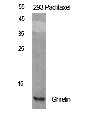 Ghrelin Polyclonal Antibody