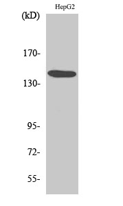 Met Polyclonal Antibody