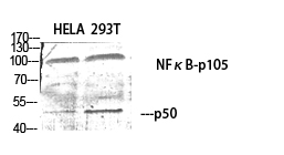 NFκB-p105/p50 Polyclonal Antibody