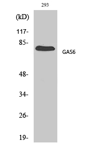 Gas6 Polyclonal Antibody