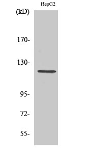 Neuropilin-1 Polyclonal Antibody