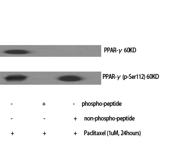 PPAR-γ Polyclonal Antibody