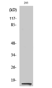 MK Polyclonal Antibody