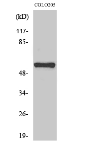 MITF Polyclonal Antibody