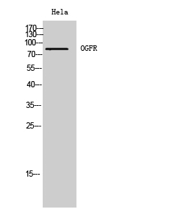 OGFR Polyclonal Antibody