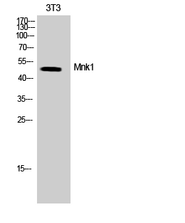 Mnk1 Polyclonal Antibody