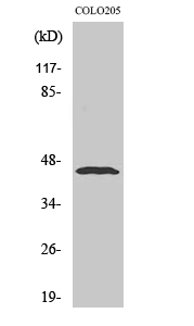 Emp Polyclonal Antibody
