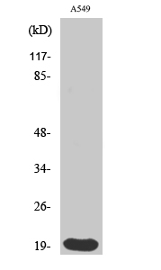 Histone 1.0 Polyclonal Antibody