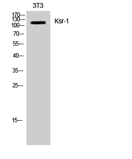 Ksr-1 Polyclonal Antibody