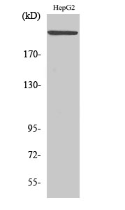 MAST205 Polyclonal Antibody