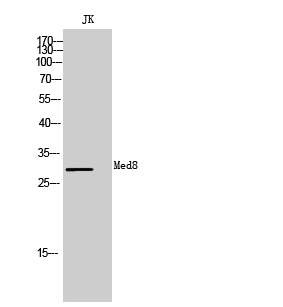 Med8 Polyclonal Antibody