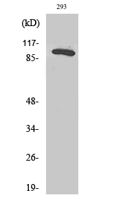 Rab 3 GAP p130 Polyclonal Antibody