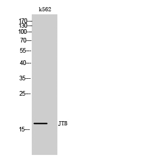 JTB Polyclonal Antibody