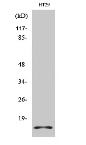 Histone H2A.X Polyclonal Antibody