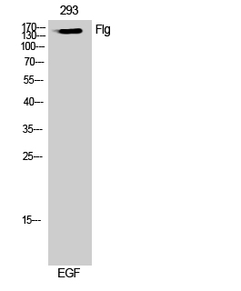 Flg Polyclonal Antibody