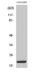 ML-IAP Polyclonal Antibody